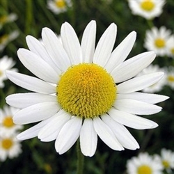 Chamomile Flower Extract - Water Based