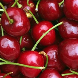 Cherry Aroma / Scent - Oil Based