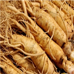 Ginseng Extract - Water Based