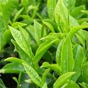 Green Tea Leaf16 oz Net Wt.