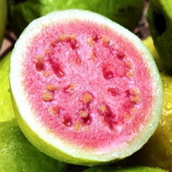 Guava Aroma / Scent - Oil Based
