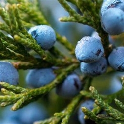 Juniper Berry Extract - Water Based