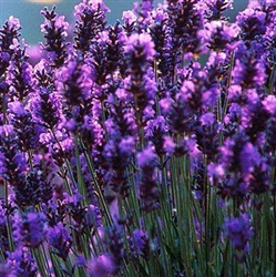 Lavender Extract - Water Based