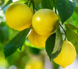 Lemon Aroma / Scent - Oil Based