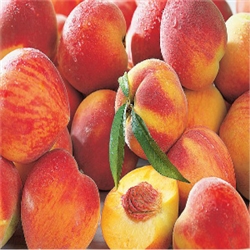 Peach Aroma / Scent - Oil Based