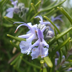 Rosemary Aroma / Scent - Oil Based