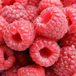 Raspberry Aroma / Scent - Oil Based