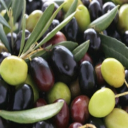 Olive Squalane Anti-Aging Serum