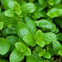Spearmint Aroma / Scent - Oil Based
