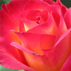 True Rose Aroma / Scent - Oil Based